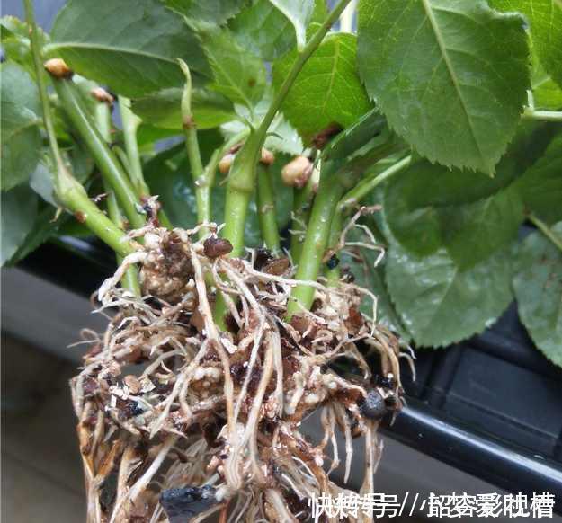 虎皮兰|“生根剂”不用买,路边捡“1块它”,往花盆里放,30天冒白根!