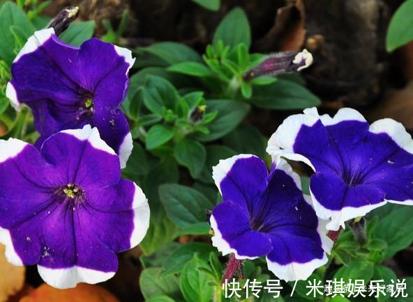 喜欢养花,就养盆“稀有花卉”变色郁金香,花开会变色,梦幻华贵