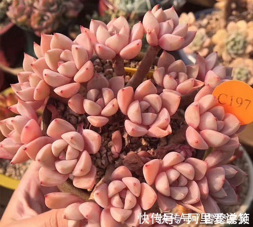 光照|不容错过的8款粉色系多肉,颜值高好养护,仙气十足,适合新手!