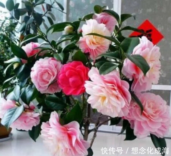 4种“漂亮花”,花色艳、花量大,一开就美爆,养1盆超美!