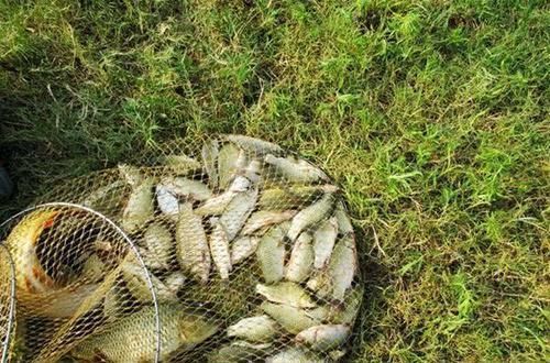 老师傅告诉我用“麦芽糖粘小米钓法”,野钓的鱼获就是不一样