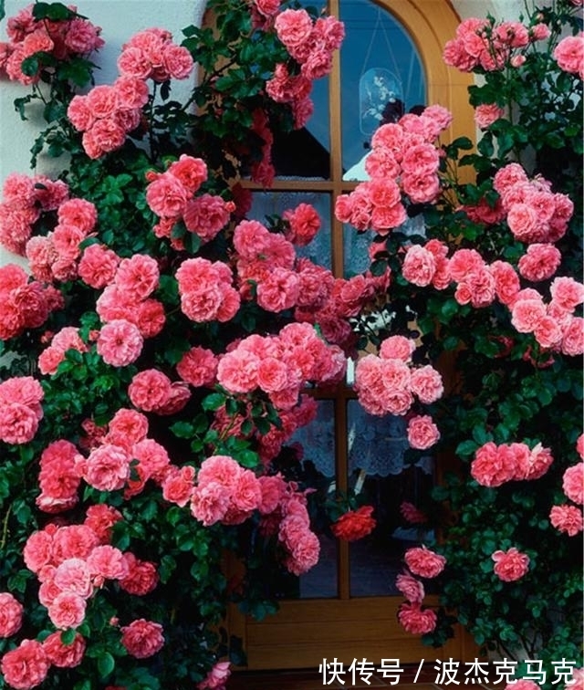 安吉拉|被淘汰掉的藤本月季，听起来很经典，实际是鸡肋