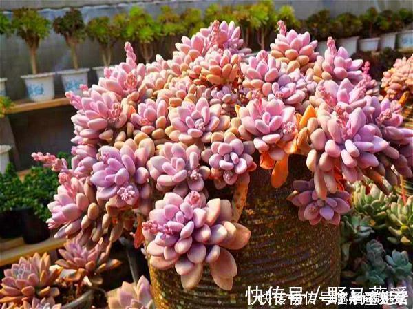 名字很美的多肉,一听名字就知道颜值高,好看又好养才是关键