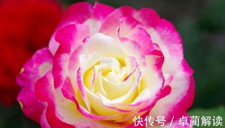4种花养家里,福旺运旺财更旺,花开不断,还能旺财!