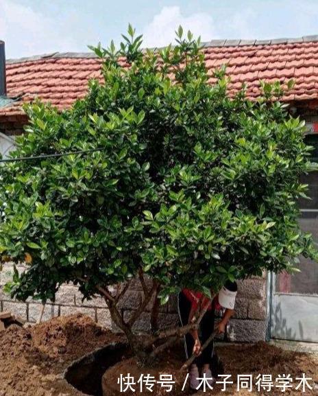 花树|4种“富贵花”,越养越值钱,价值上万元,能换很多“养老钱”