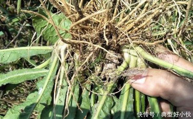 土人参|可惜了农民曾用它来喂猪，不知煲汤最靓，如今被称为“土人参”