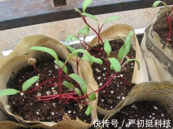 垃圾分类篇4个养花小技巧，让你弄清楚这些垃圾的真正用途