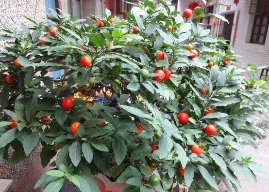 养花|养花不如种这“果”，沾土就活，阳台种一盆，果子挂到来年3月
