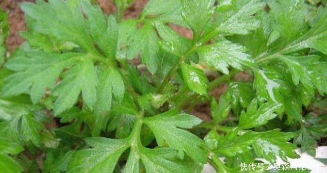 煮水|艾叶煮水真是太厉害了,解决了男女不少的麻烦,现在明白还不晚