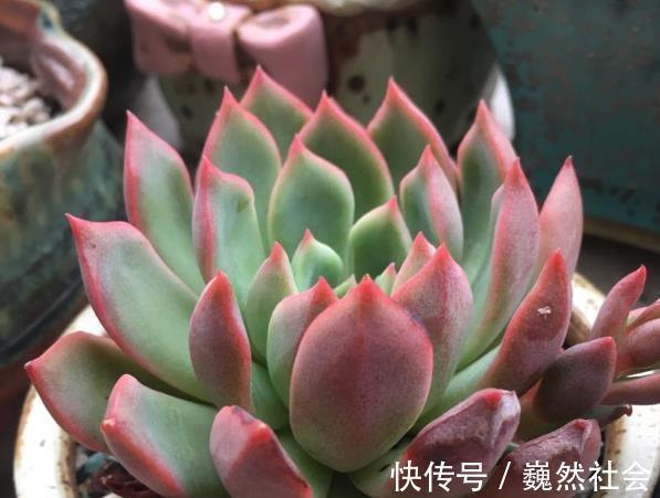 让多肉植物变美的3个技巧，起码要学会一个，才能说养过多肉！