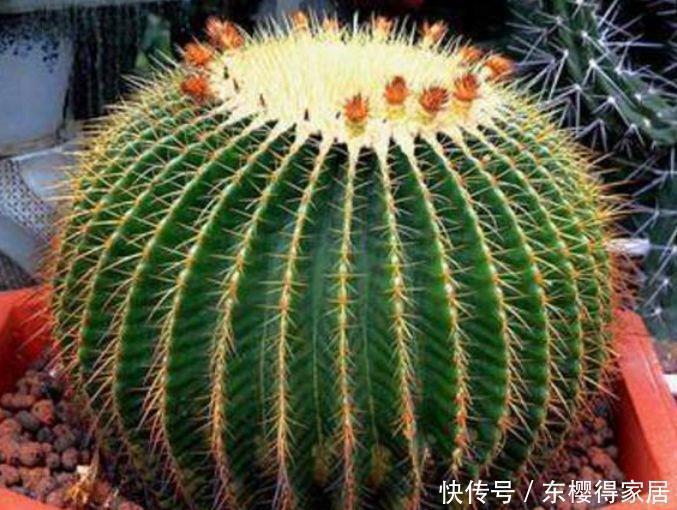 仙人球|“4种花”花期长达300天,好养又漂亮,财源滚滚来,还很好养!