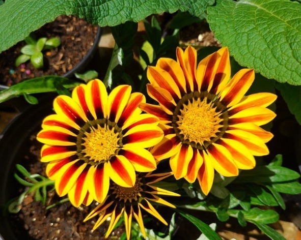 新手养花,不如养盆花中精品“歌剧”,花色渐变,花开高雅华贵