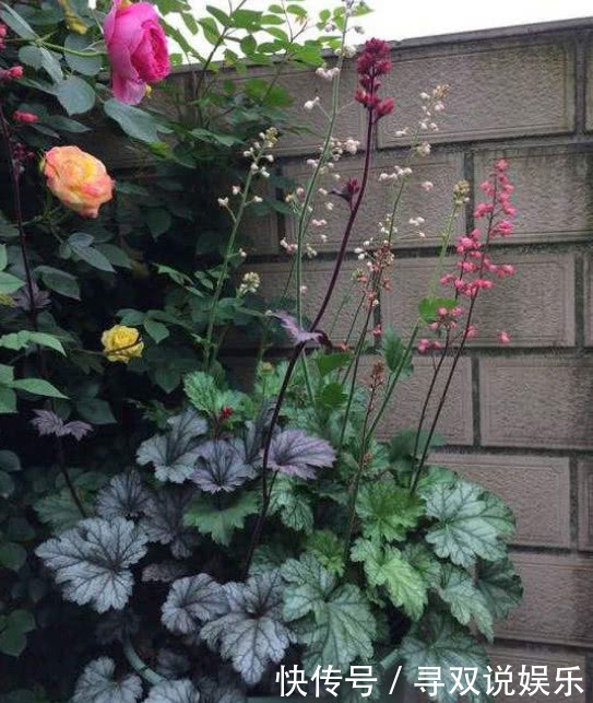 3种花与月季不同,长出“花苞”马上剪,要不颜值低