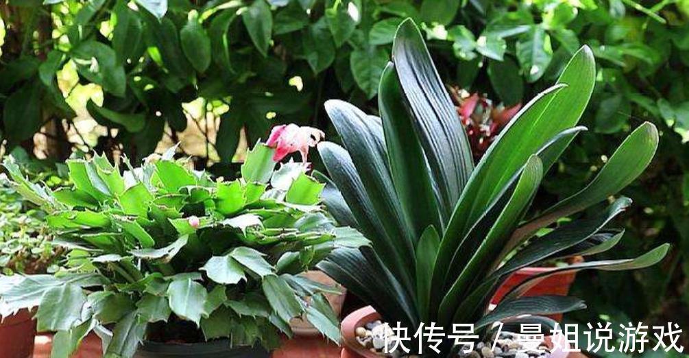 贵州大妈养君子兰,经常做这5件事,年年花开爆盆,吉祥好兆头