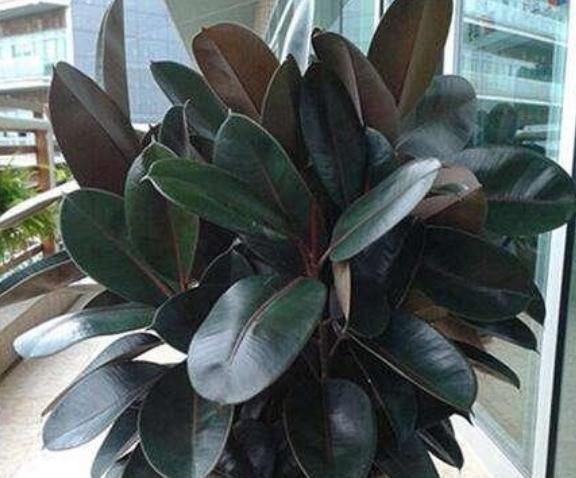 爆盆|4种花适合夏天养,开花爆盆花期长,家里财运亨通,旺运一整年