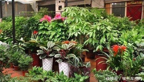 花盆|大妈养花一分钱没花,花和花盆都是“捡的”,真是让人想不到!