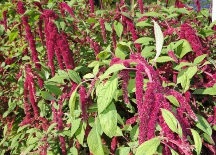 止痛|农村无人问津的野草,能清热解毒,止痛止痒,降血压,你认识吗