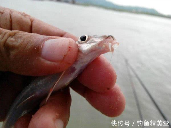 水河|大别山下,淠水河中,此鱼甚多,我们本地人叫它“船钉”