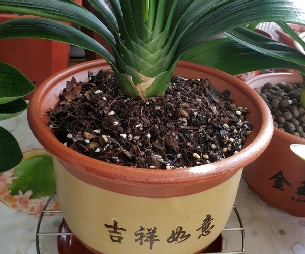 植物|花店老板打死都不愿意说的秘密养花草怎么防治烂根黄叶