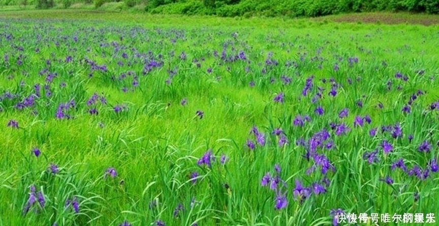 珍惜|农村此菜营养丰富,能入药治病,消食除湿、清热解毒,遇到要珍惜
