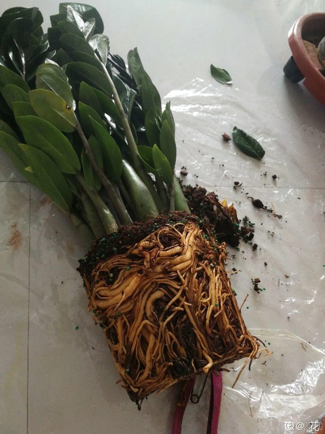 虐着养的花,剪成秃子,半月不浇水,呼呼开花