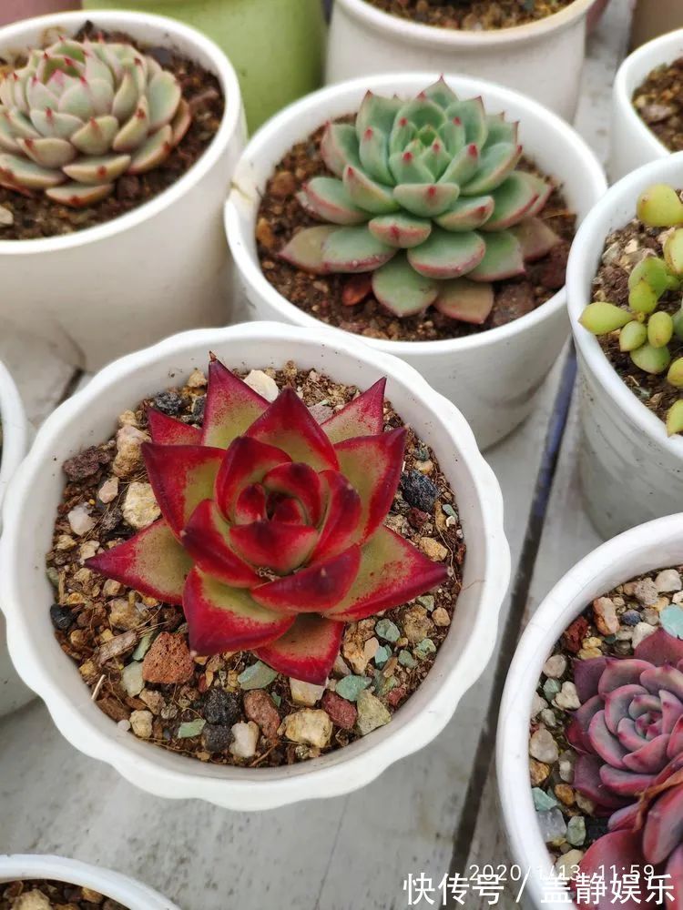 多肉是戒不掉的瘾！多肉小白入坑一年小记！