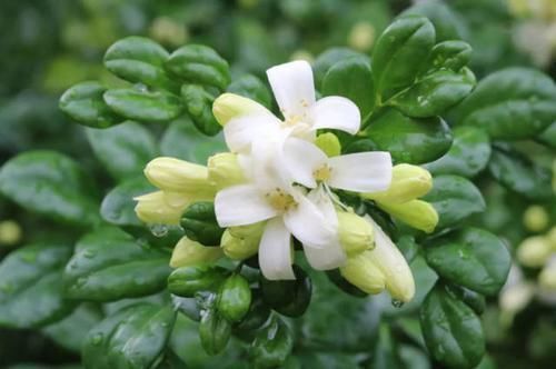 千里香|乡下一种野草，叶子嚼一嚼能治牙疼，晒干了能卤肉，还能当做盆栽