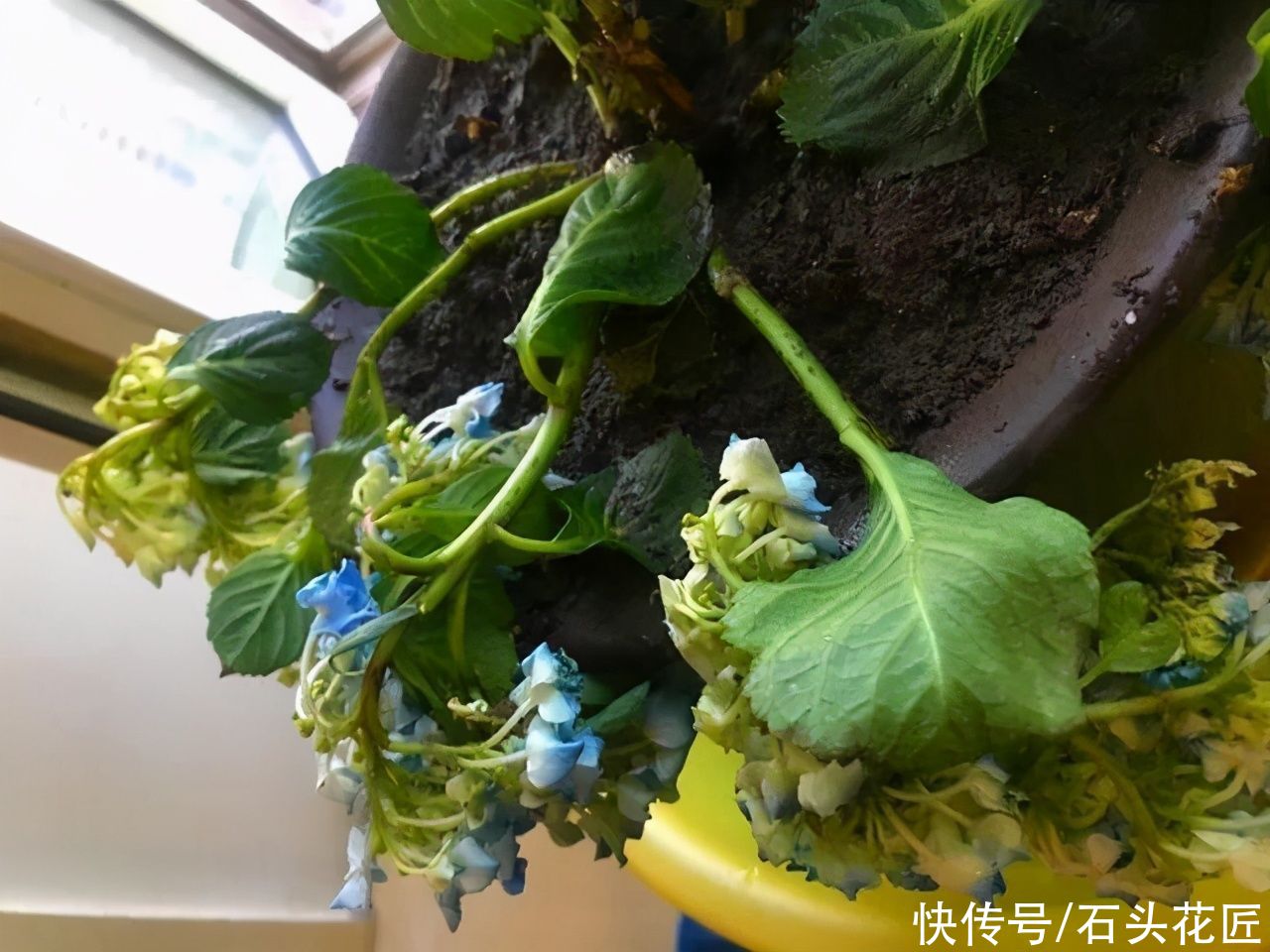 每年4月养绣球花，抓住5个要点，不出3周就是大花苞