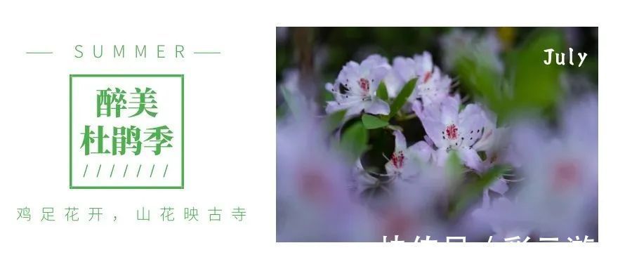 大理|7月大理鸡足山杜鹃花正开放，山花映古寺，鸡足山原来那么美！