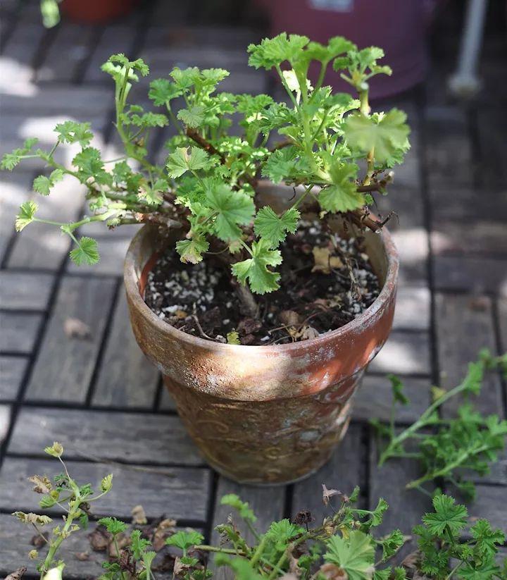 休眠期|4种“漂亮花”，5月要“剪花箭”，不剪光，很难度夏天