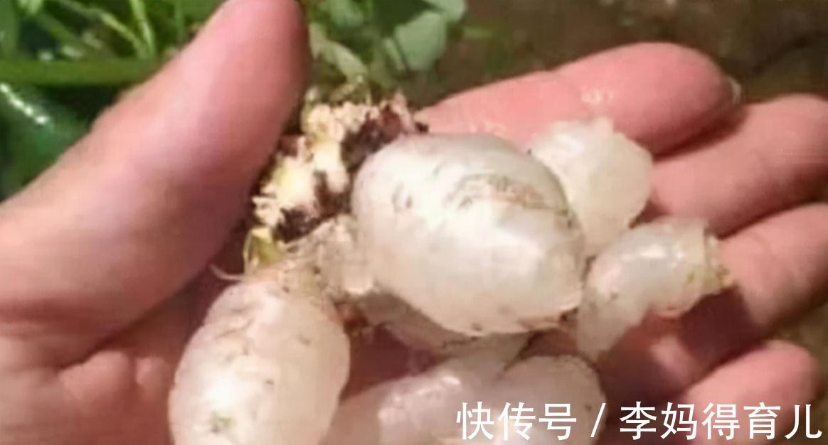 延缓衰老|人到中年推荐常吃三种食物,补充能量,降压减脂,增强抵抗力