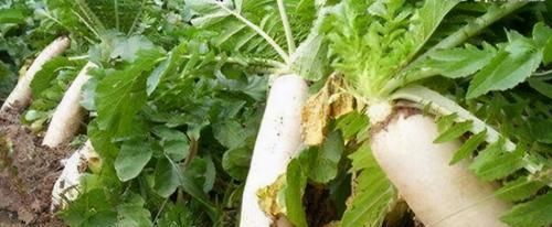 爱美女性，3种食物每天吃点，预防便秘，美容养颜，早吃早好！