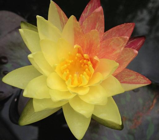 一种“双色莲”,靠水就能活,不怕热、不怕冷,零下几度也开花