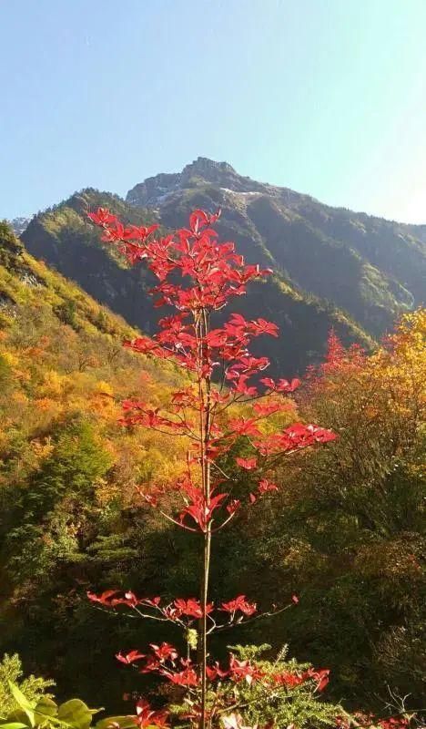 绵阳|四川首个藏羌彝文化旅游走廊联合实验室在平武揭牌成立!5条“撒野”旅游线路!好玩不容错过!