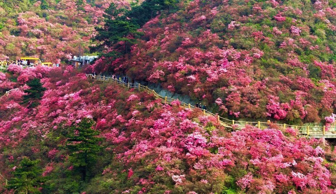 湖北省春季十大赏花游！