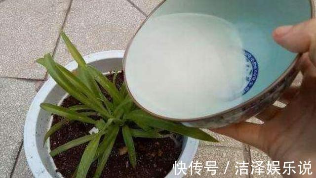 植株|家庭养花如何浇水注意3个“细节”,根系壮,开花多,植株旺