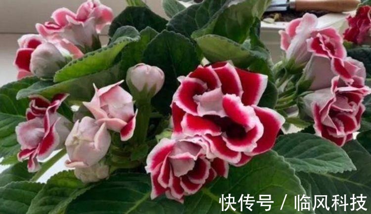 几种花养家里，开花漂亮寓意好，一开就是300天，美爆家园拦不住