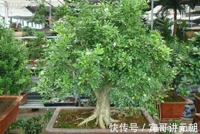 绿萝|绿萝扔了吧!此花沾土就活,一年开花200天,花香胜桂花!