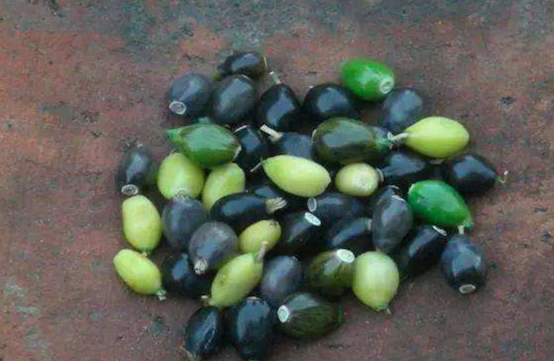 农村地区|农村这种野草,被人们称为“来尿珠”有着不少的价值!