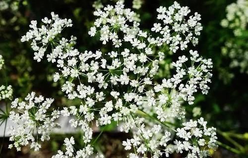 神农本草经|被人忽略的一味良药,可除“周身之风邪”,为除风邪、湿痹之良药