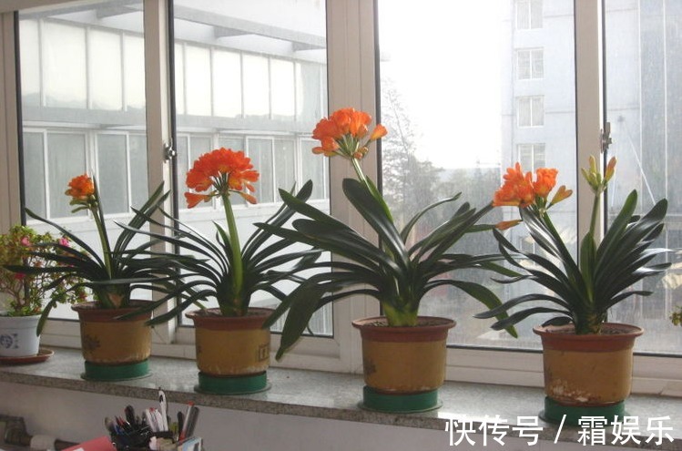 黄叶|老花农养花秘诀给君子兰喝一勺,不烂根、叶绿花艳!非常漂亮