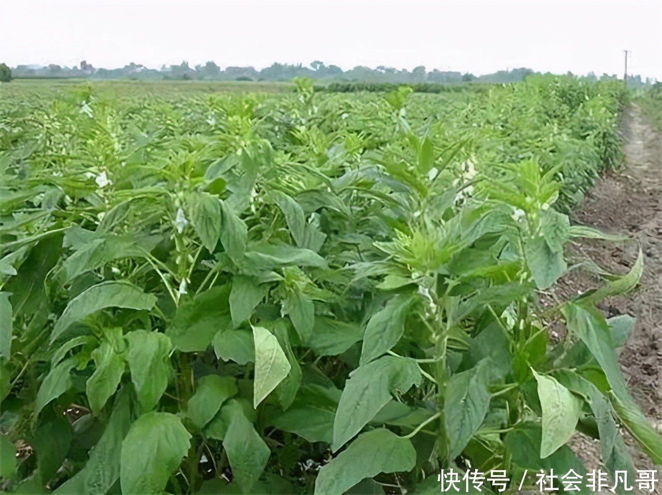  老太|女性担心老太快，学会吃3种食物，美容抗衰，祛皱养颜，好处多多