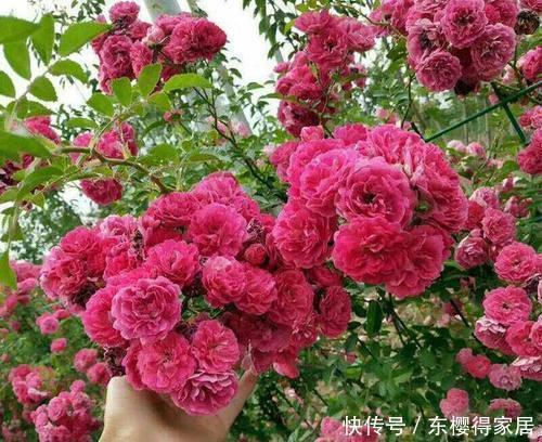 甜蜜红木香|忘了月季吧！此花更美更香更好养，是阳台盆栽佳品