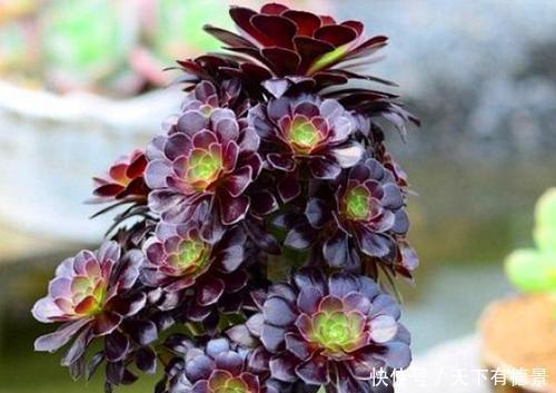 家里养黑法师,狠心虐一虐,颜色美美哒,长成霸气老桩!