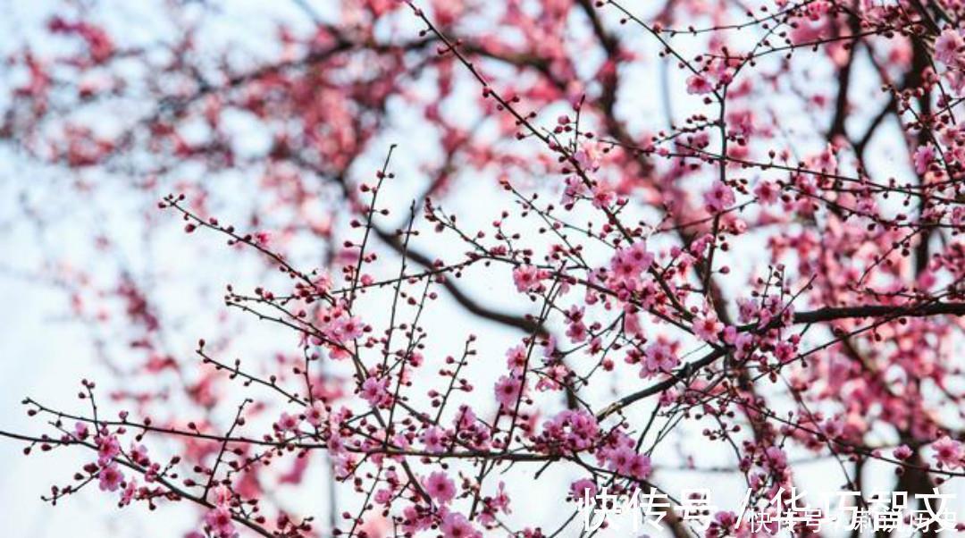 小溪&杨万里一首有趣的咏梅诗,开篇就显得与众不同,结尾则是千古名句