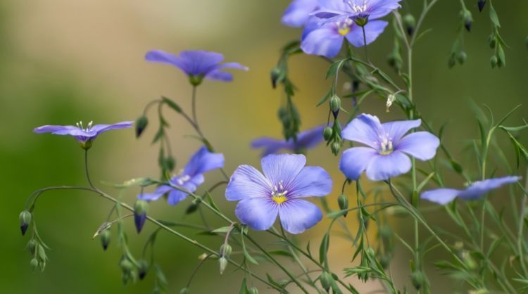 喜欢家中养花，3种花很值得养，开花美寓意好，养护简单开满盆