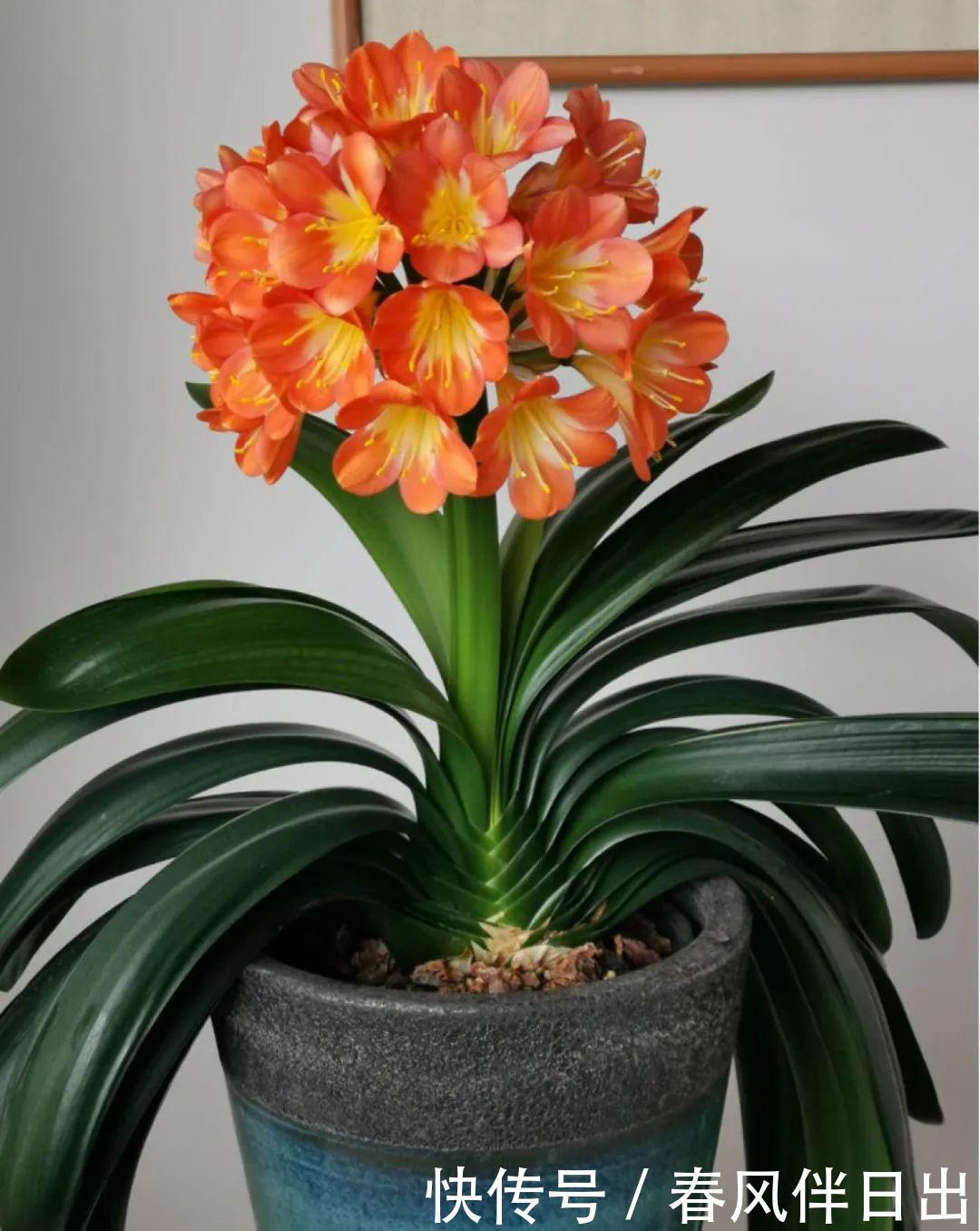 超级耐旱花,整个冬天不浇水,还能胖一圈!