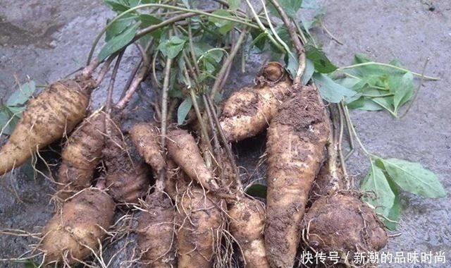 山萝卜|农村野生山萝卜,以前挨饿时候人才吃,现在一斤能卖30多