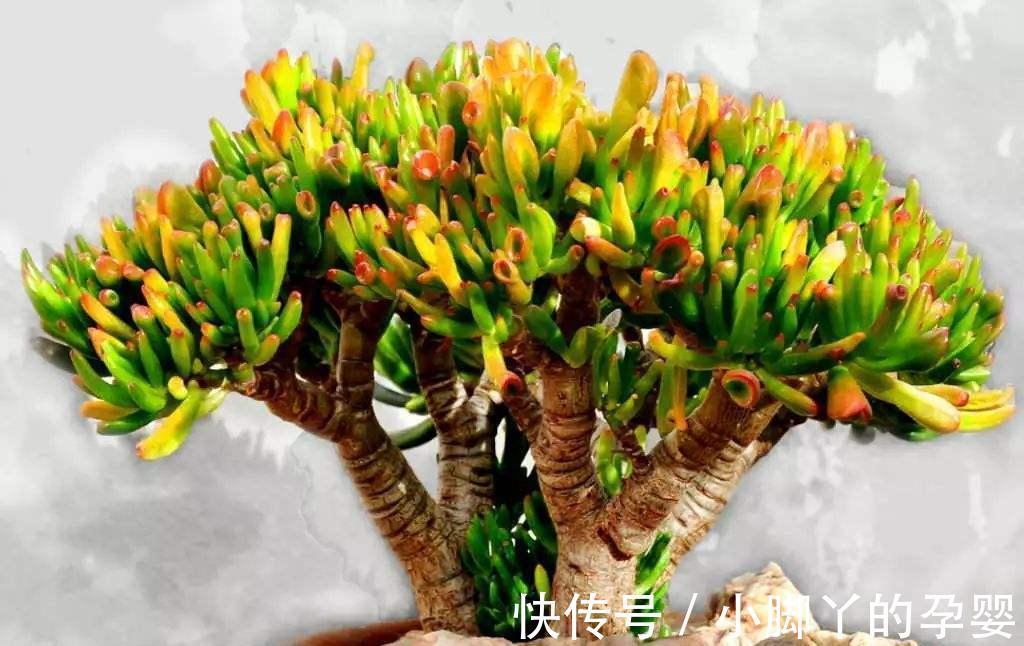 客厅见树,家兴人旺!6种吉利树,好养寓意好,还能养身体