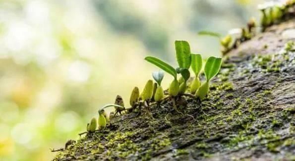 农民朋友|山上一植物,俗称“金枣”,一斤能卖60元,十分珍贵,遇见请重视
